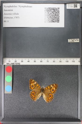 Media type: image;   Entomology 110884